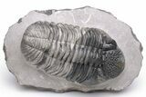 Multi-Toned Drotops Trilobite - Mrakib, Morocco #233274-1